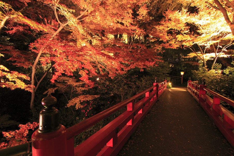 東京で紅葉をみられるデートコース 公園やライトアップなどおすすめ