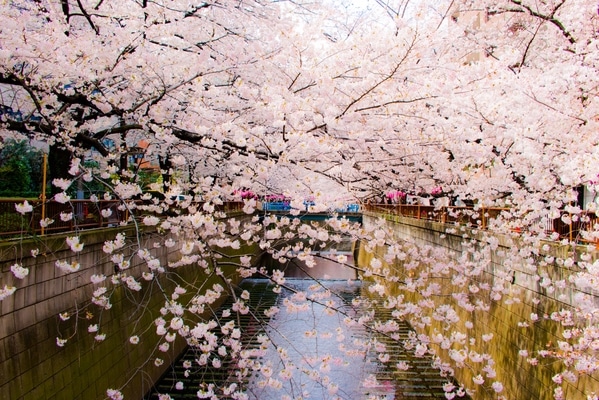 目黒川のお花見デートは桜のトンネルと目黒の隠れ家カフェがおすすめ！