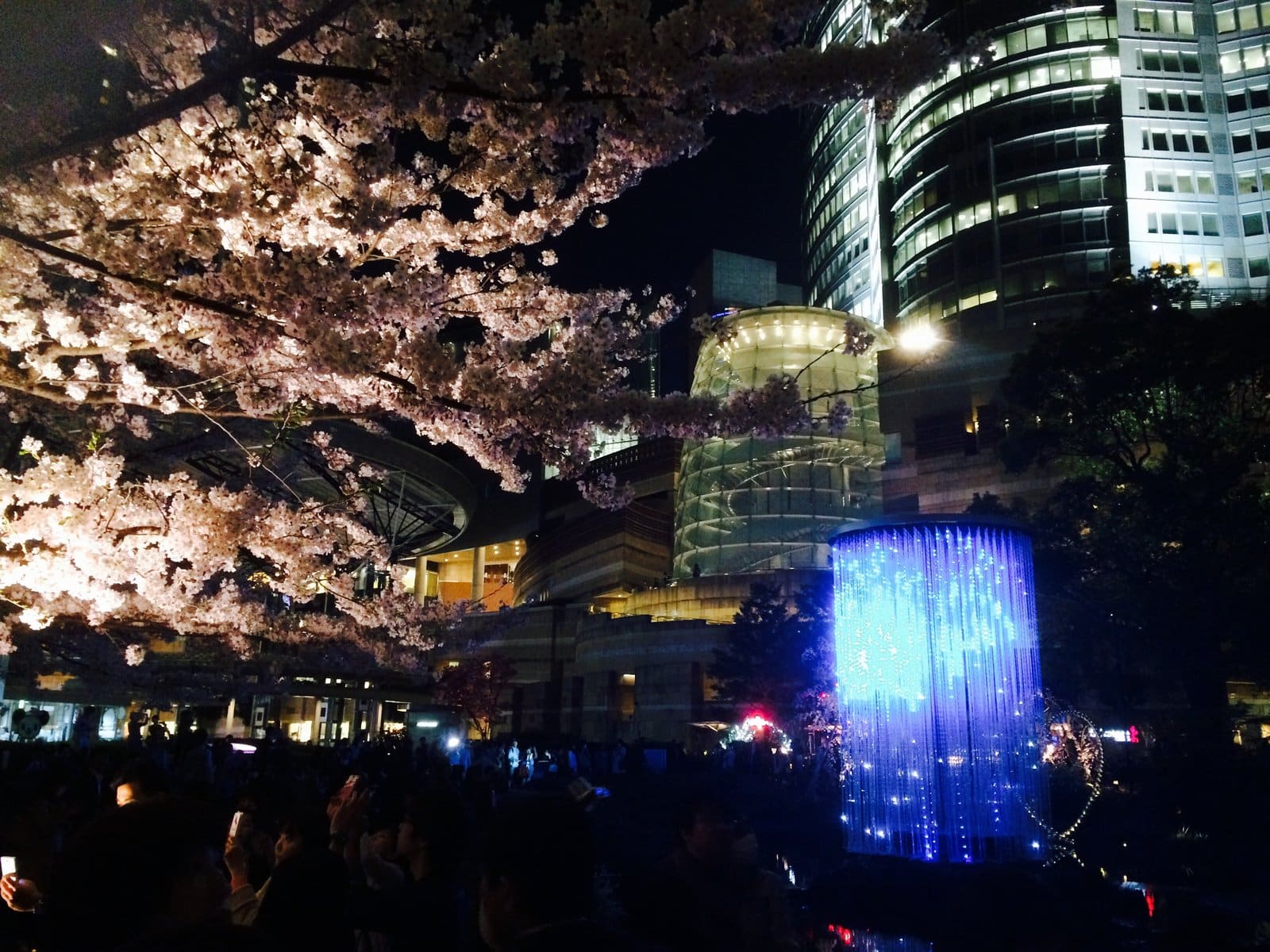 六本木ヒルズの夜桜！さくら坂と毛利庭園のライトアップ【デートおすすめ】
