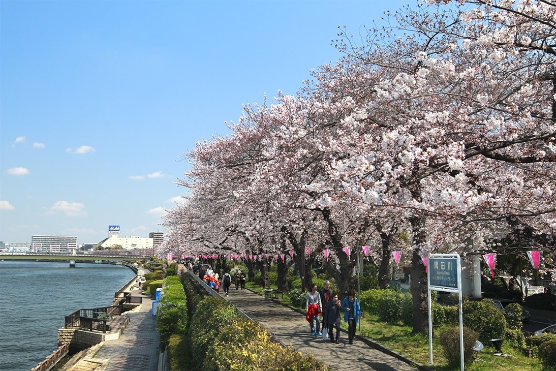 隅田川のお花見へのアクセス、桜まつりや桜のライトアップ情報！